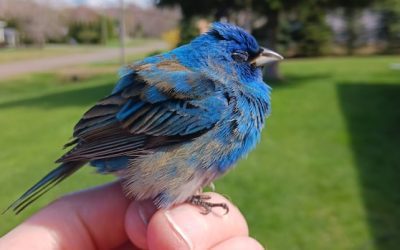 Birds, boats and beautiful sunsets: Enjoy these photos from around New Brunswick | CBC News