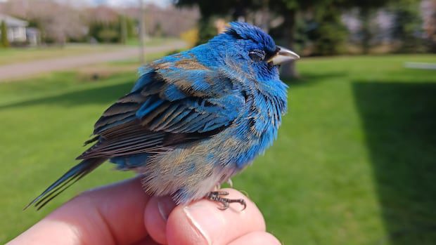 birds,-boats-and-beautiful-sunsets:-enjoy-these-photos-from-around-new-brunswick-|-cbc-news