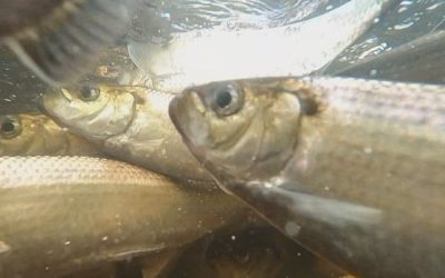 Change at Mactaquac Dam sees millions more fish make it upriver to spawn | CBC News