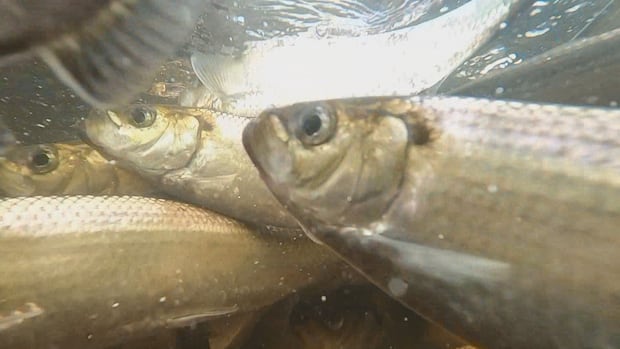 change-at-mactaquac-dam-sees-millions-more-fish-make-it-upriver-to-spawn-|-cbc-news