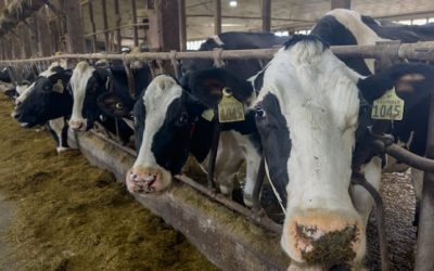 Protein shakes and the shakeup of N.B.’s dairy industry | CBC News
