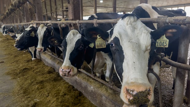 protein-shakes-and-the-shakeup-of-nb.'s-dairy-industry-|-cbc-news