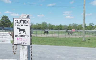 Progress on new Fredericton school means horses must leave Exhibition Grounds | CBC News