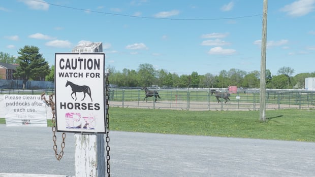 progress-on-new-fredericton-school-means-horses-must-leave-exhibition-grounds-|-cbc-news