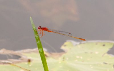 Climate change brings new species of dragonflies and damselflies to N.B. | CBC News