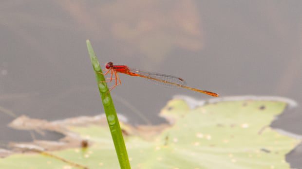 climate-change-brings-new-species-of-dragonflies-and-damselflies-to-nb.-|-cbc-news