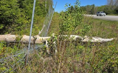 Repairs to wildlife fencing back on track, province says | CBC News