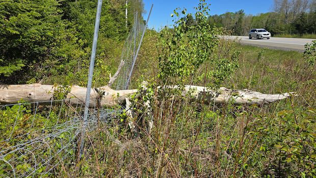 repairs-to-wildlife-fencing-back-on-track,-province-says-|-cbc-news
