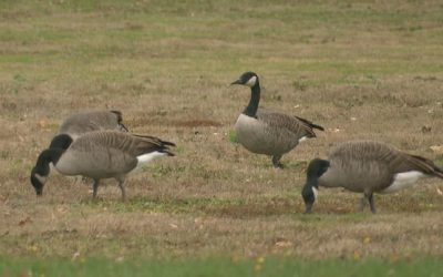 Moncton’s quest for success reining in Canada geese leads to goose eggs | CBC News