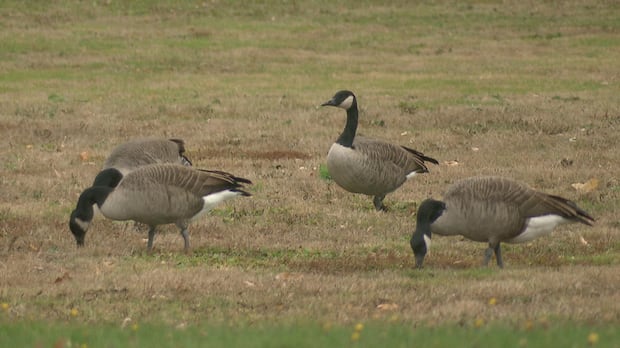 moncton's-quest-for-success-reining-in-canada-geese-leads-to-goose-eggs-|-cbc-news