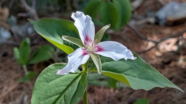 may-flowers:-enjoy-these-photos-from-around-new-brunswick-|-cbc-news