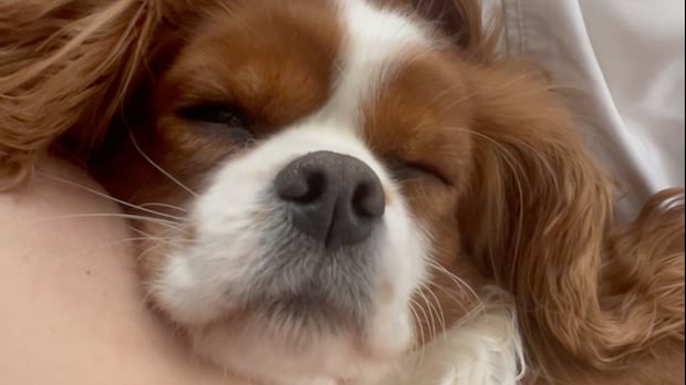 this-moncton,-nb.,-dog-breeder-is-looking-for-answers-after-a-deadly-visit-to-a-moose-jaw-dog-park-|-cbc-news