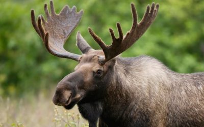 Mi’kmaw group to study impact of DDT, glyphosate on N.B. moose | CBC News