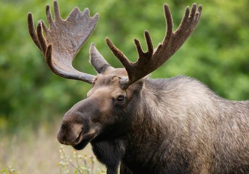 mi'kmaw-group-to-study-impact-of-ddt,-glyphosate-on-nb.-moose-|-cbc-news