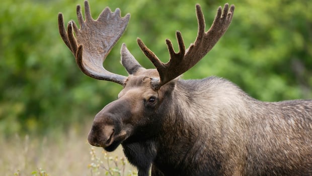 mi'kmaw-group-to-study-impact-of-ddt,-glyphosate-on-nb.-moose-|-cbc-news