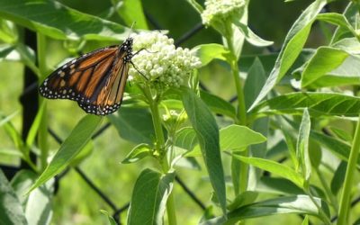 Fluttering friends: Enjoy these photos from around New Brunswick | CBC News