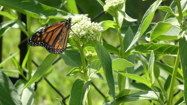 fluttering-friends:-enjoy-these-photos-from-around-new-brunswick-|-cbc-news