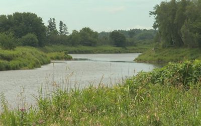Kennebecasis watershed restricted to fly fishing to protect heat-stressed trout | CBC News