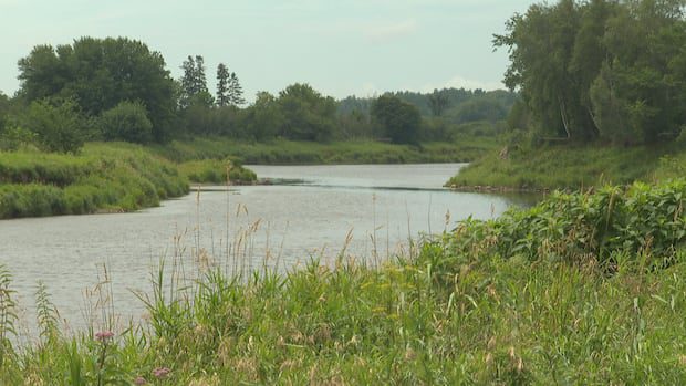 kennebecasis-watershed-restricted-to-fly-fishing-to-protect-heat-stressed-trout-|-cbc-news