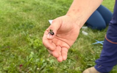 Fredericton backyards abuzz with an insect that’s finally being tracked | CBC News