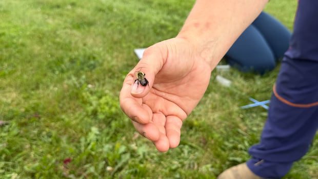 fredericton-backyards-abuzz-with-an-insect-that's-finally-being-tracked-|-cbc-news