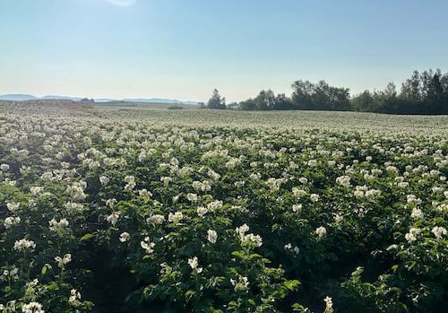 summer-eye-catchers:-enjoy-these-photos-from-around-new-brunswick-|-cbc-news