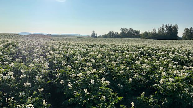 summer-eye-catchers:-enjoy-these-photos-from-around-new-brunswick-|-cbc-news