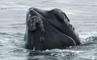 Internal DFO memo warns Trump-backed bill threatens right whale survival | CBC News