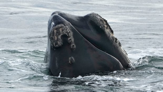 internal-dfo-memo-warns-trump-backed-bill-threatens-right-whale-survival-|-cbc-news