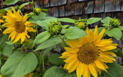 August blooms: Enjoy these photos from around New Brunswick | CBC News