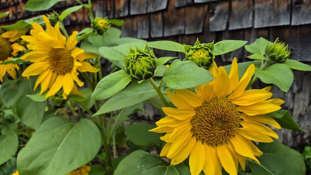 august-blooms:-enjoy-these-photos-from-around-new-brunswick-|-cbc-news