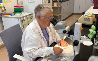 Tick exposures more than double 3-year average in New Brunswick | CBC News