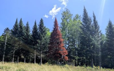 N.B.’s balsam firs turning red, dying after record-breaking drought | CBC News