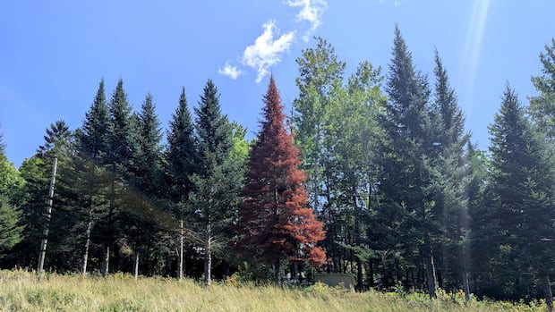 nb.'s-balsam-firs-turning-red,-dying-after-record-breaking-drought-|-cbc-news