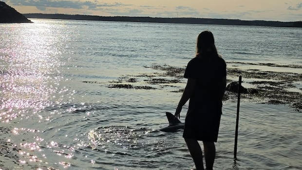meet-finn,-the-15-year-old-who-saved-a-shark-in-new-brunswick-|-cbc-news