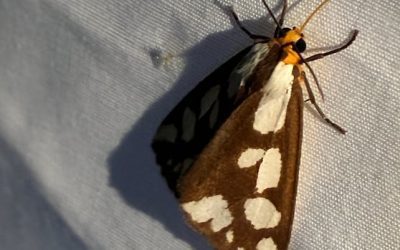 Watershed group surveying moths in Fredericton | CBC News