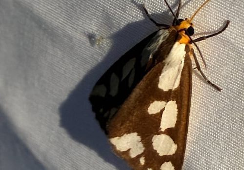 watershed-group-surveying-moths-in-fredericton-|-cbc-news