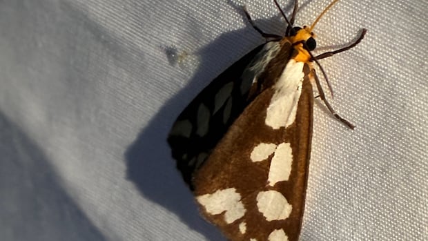 watershed-group-surveying-moths-in-fredericton-|-cbc-news