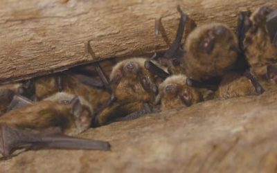 Devastated bat world in N.B. offers a bit of optimism | CBC News