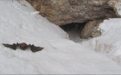 Devastated bat world in N.B. offers a bit of optimism | CBC News