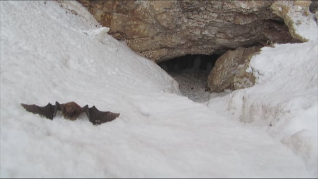 devastated-bat-world-in-nb.-offers-a-bit-of-optimism-|-cbc-news