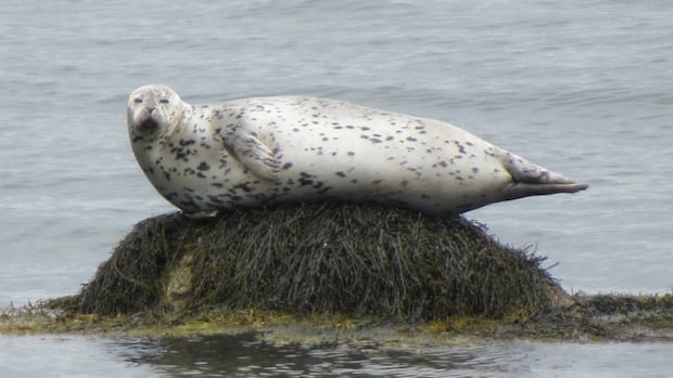 summer-surprises:-enjoy-these-photos-from-around-new-brunswick-|-cbc-news