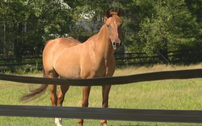 N.B. warns horse owners after potential equine herpesvirus exposure at Sussex show | CBC News