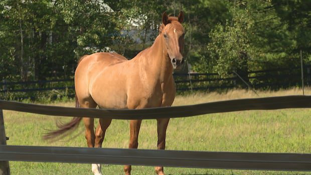 nb.-warns-horse-owners-after-potential-equine-herpesvirus-exposure-at-sussex-show-|-cbc-news