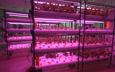 Business is booming at this indoor farm, but a labour shortage is forcing the owners to sell | CBC News