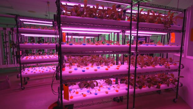 business-is-booming-at-this-indoor-farm,-but-a-labour-shortage-is-forcing-the-owners-to-sell-|-cbc-news