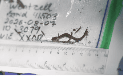 Mount Allison University researchers studying impact of salamander species on N.S. forests