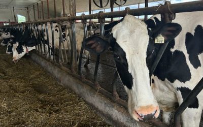 N.B. will move field veterinarians to private sector, but keep provincial lab as it is | CBC News