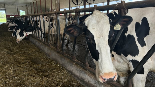 nb.-will-move-field-veterinarians-to-private-sector,-but-keep-provincial-lab-as-it-is-|-cbc-news