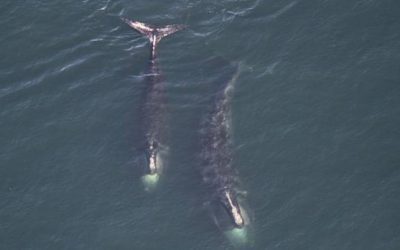 North Atlantic right whale population appears to be stabilizing after years of decline: DFO | CBC News